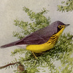 Canada Warbler